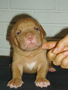 Female 3 - 16 days